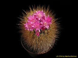 Eriosyce sociabilis (syn. Neoporteria sociabilis) 1082